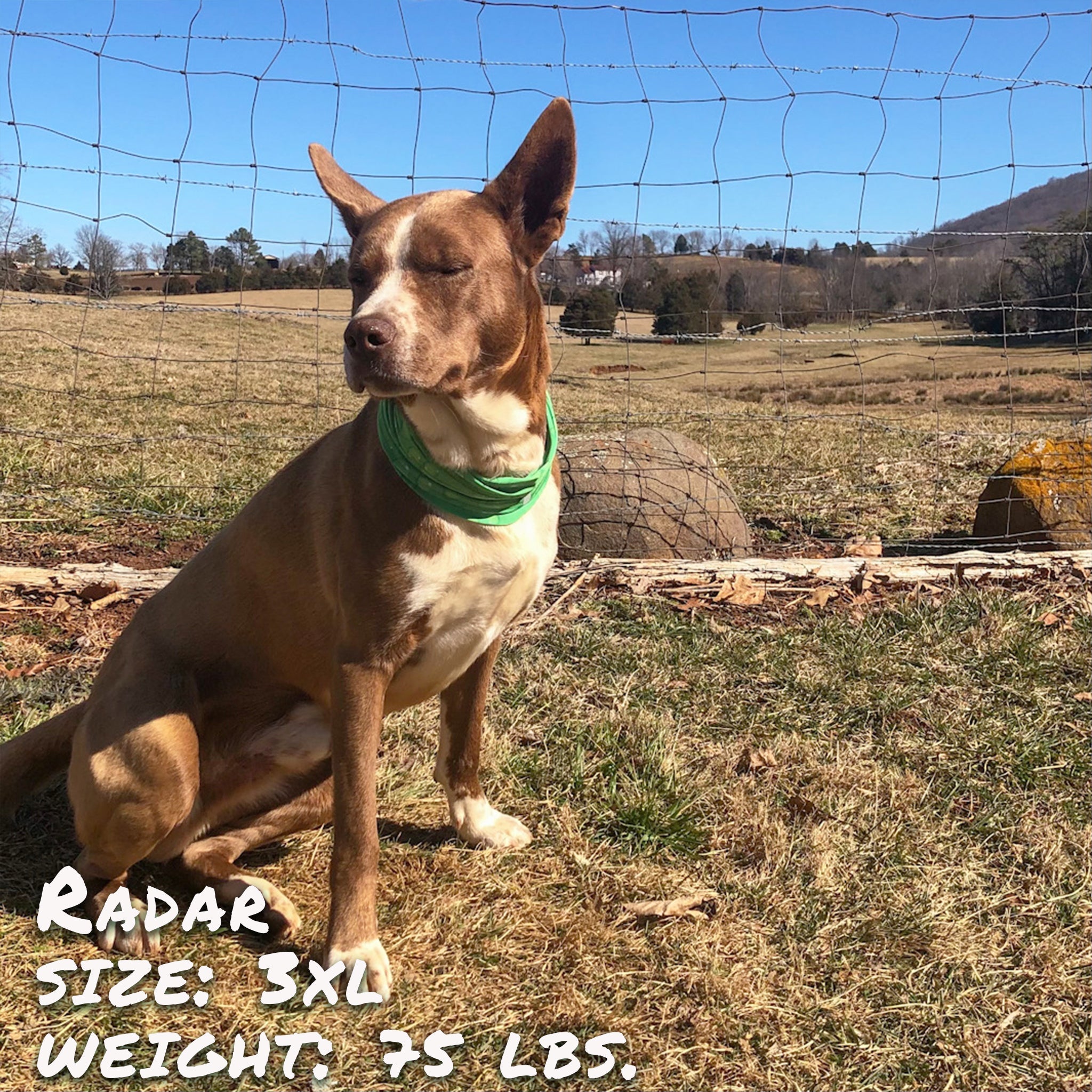 Drops of LIME Pup Scruff